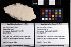 Foto (Objket + Etiketten) von Culmenformosa sp. 